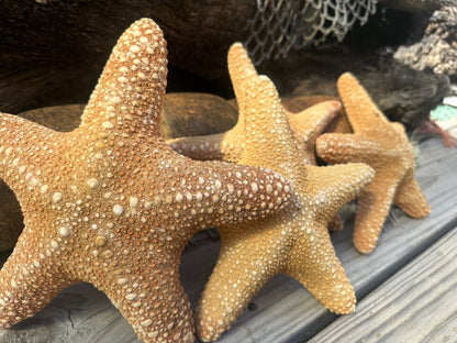Jungle Starfish- Pentaceraster mammillatus –