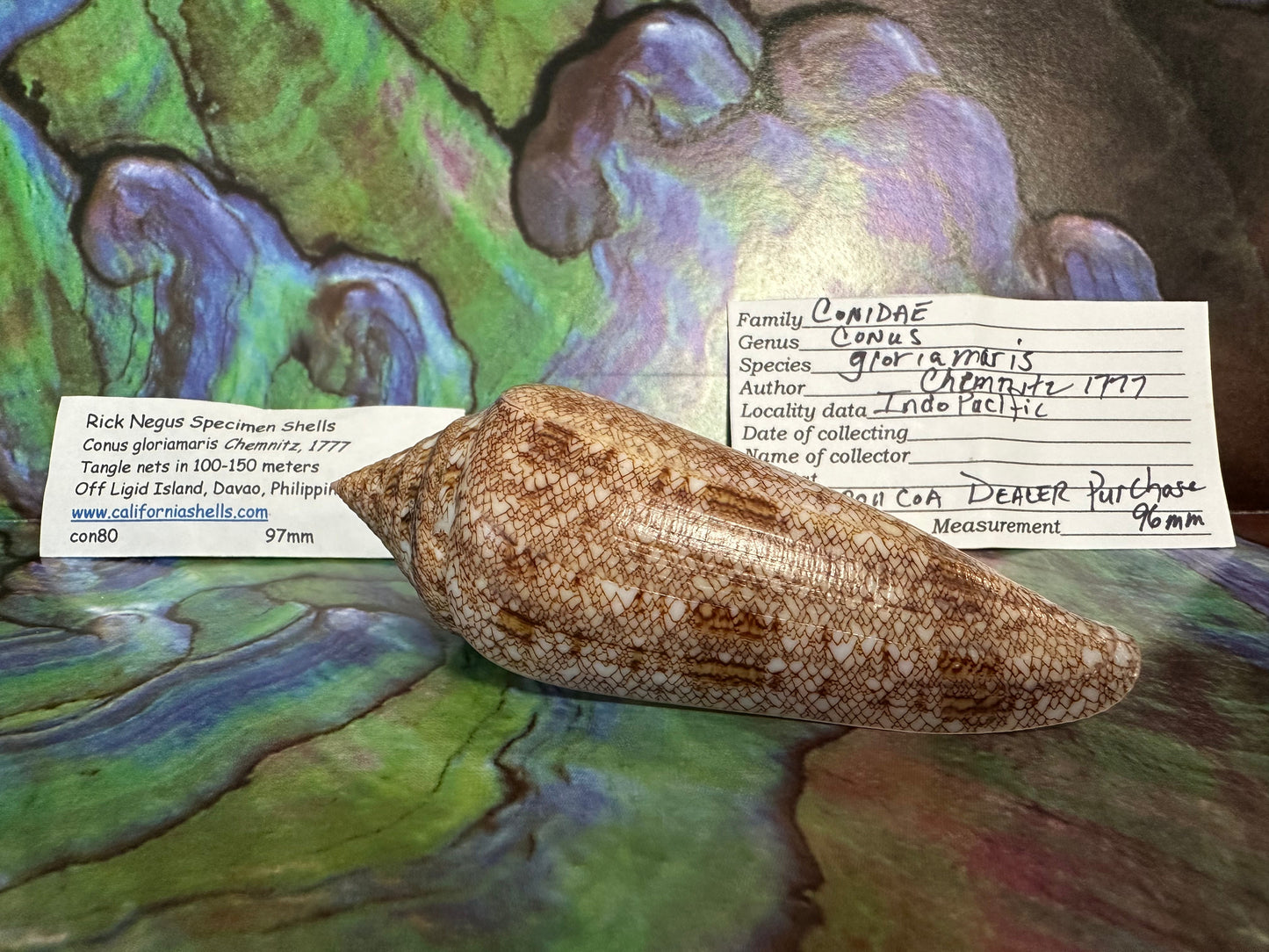 Glory Cone with Documentation- Conus gloriamaris, Ligid Isalnd, Davao, Philippines, 8/2010 –