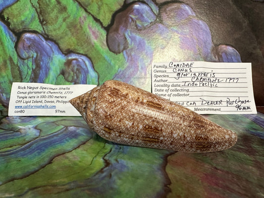 Glory Cone with Documentation- Conus gloriamaris, Ligid Isalnd, Davao, Philippines, 8/2010 –