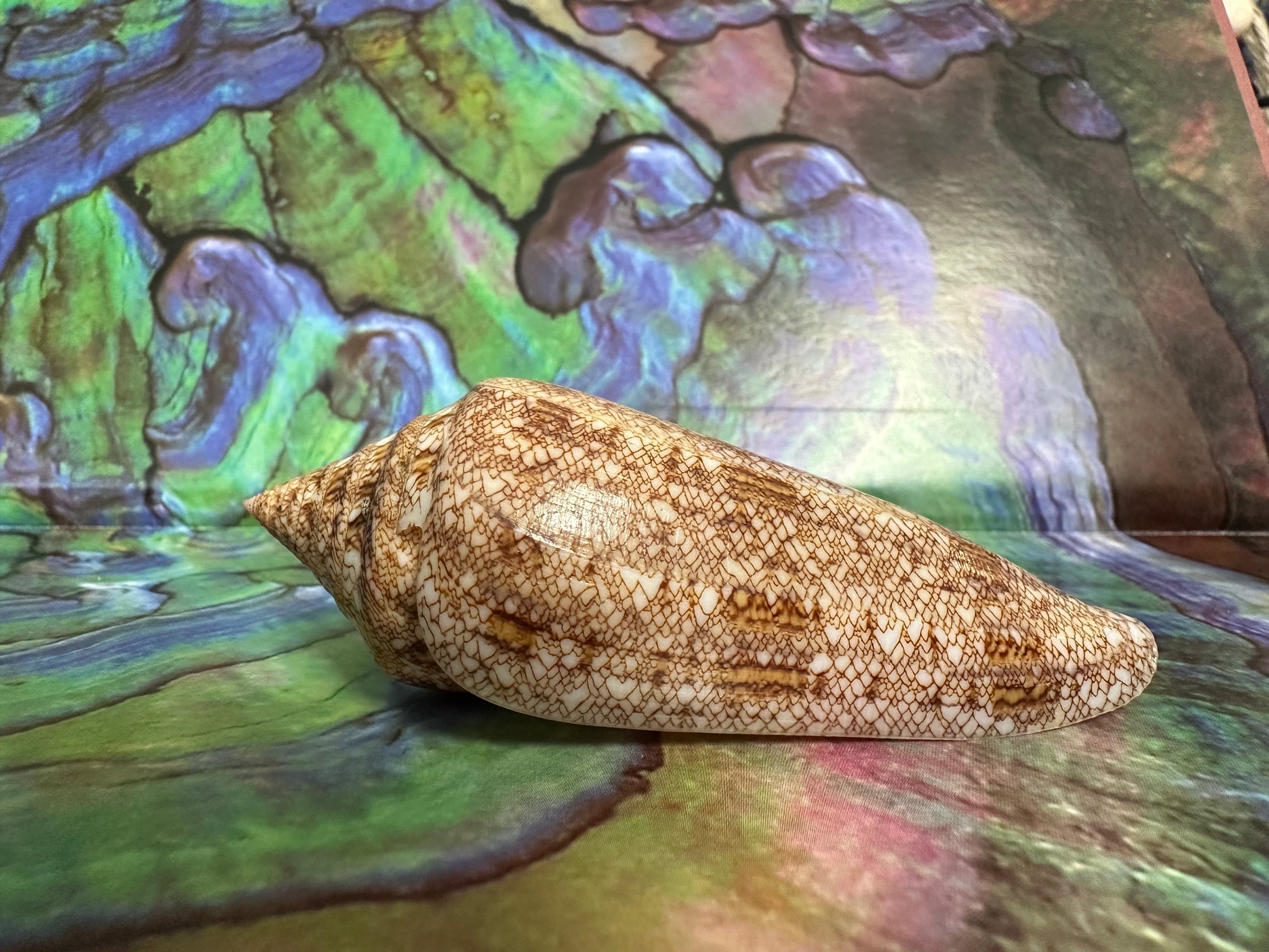 Glory Cone with Documentation- Conus gloriamaris, Ligid Isalnd, Davao, Philippines, 8/2010 –