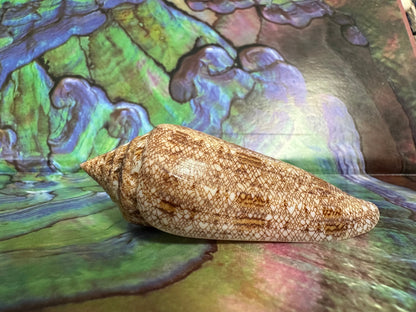 Glory Cone with Documentation- Conus gloriamaris, Ligid Isalnd, Davao, Philippines, 8/2010 –
