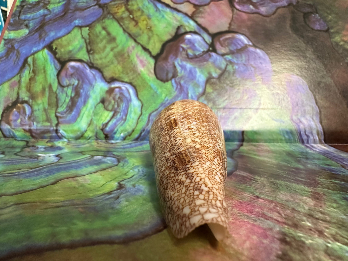 Glory Cone with Documentation- Conus gloriamaris, Ligid Isalnd, Davao, Philippines, 8/2010 –