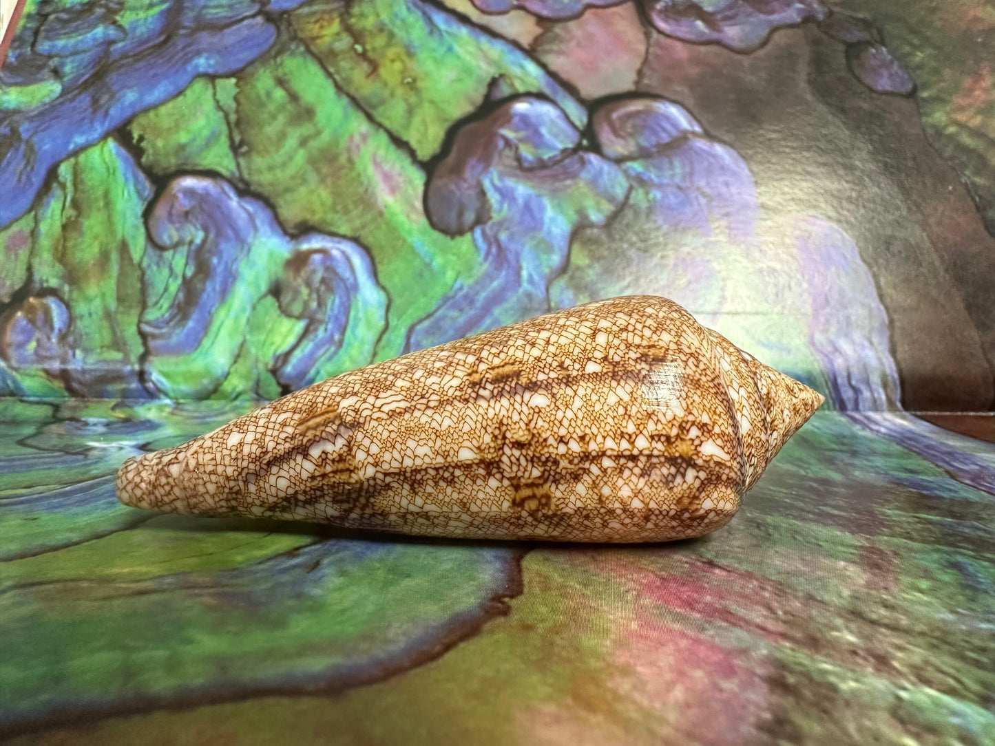 Glory Cone with Documentation- Conus gloriamaris, Ligid Isalnd, Davao, Philippines, 8/2010 –
