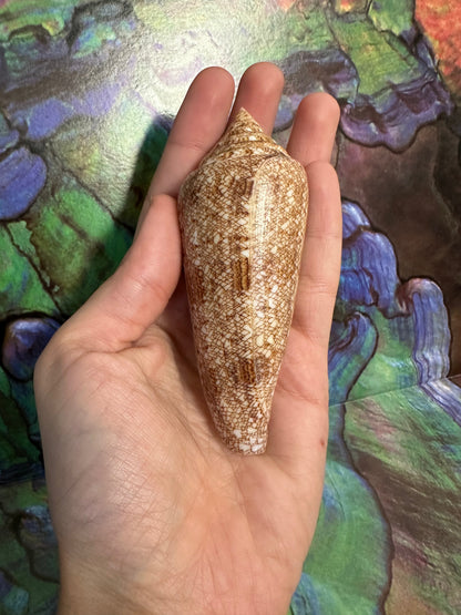 Glory Cone with Documentation- Conus gloriamaris, Ligid Isalnd, Davao, Philippines, 8/2010 –