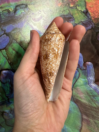 Glory Cone with Documentation- Conus gloriamaris, Ligid Isalnd, Davao, Philippines, 8/2010 –