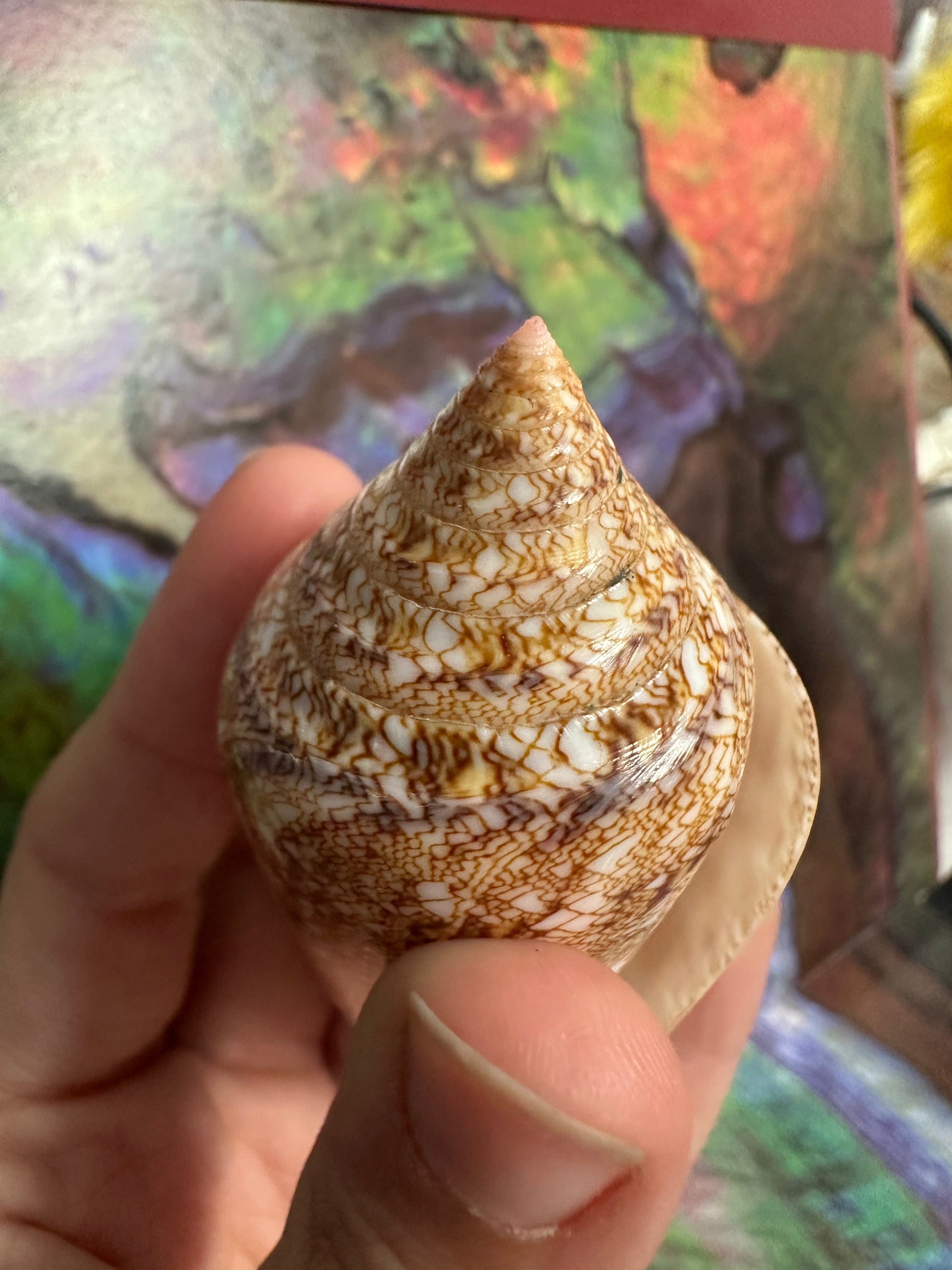 Glory Cone with Documentation- Conus gloriamaris, Ligid Isalnd, Davao, Philippines, 8/2010 –