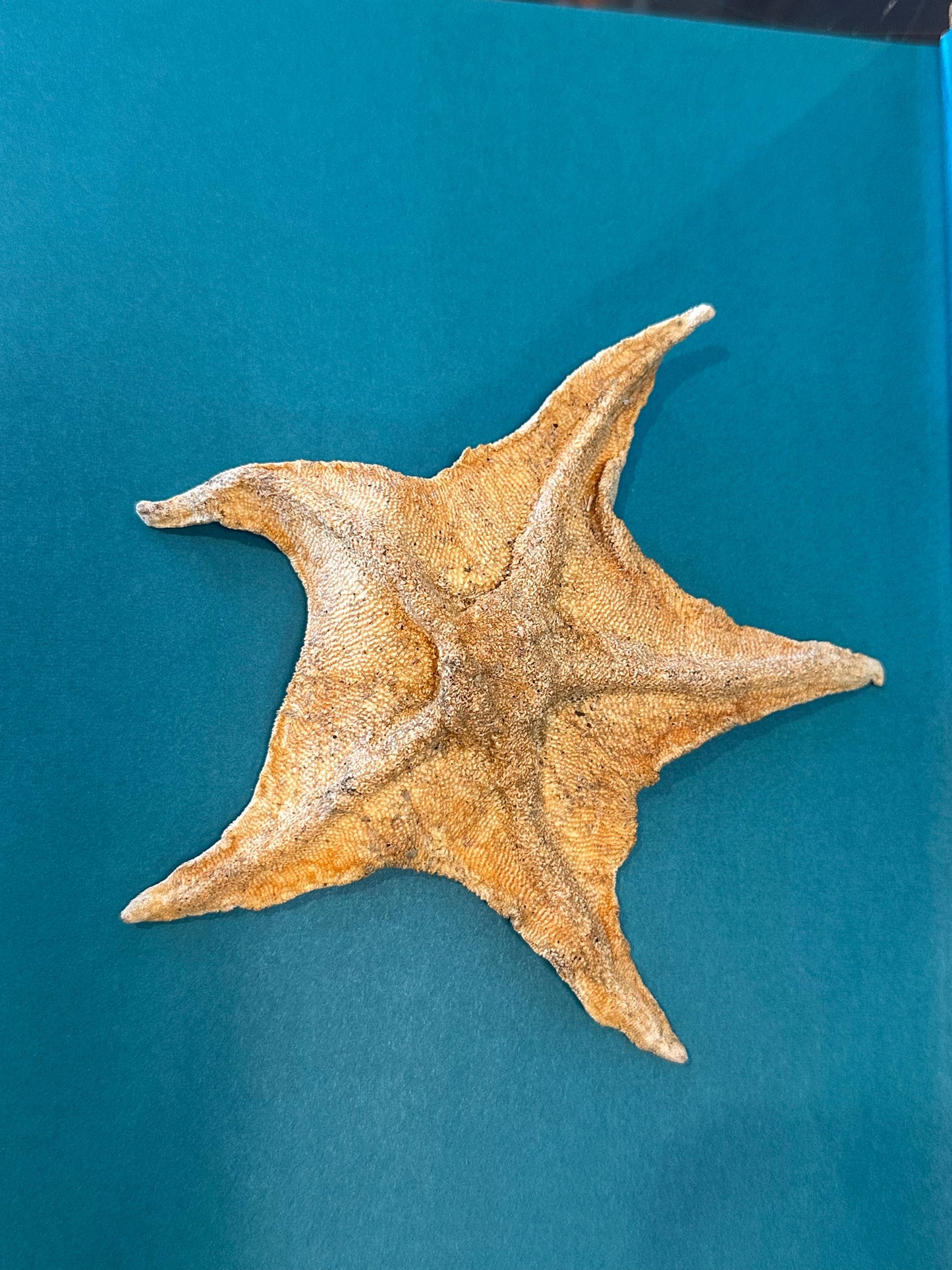 Asteroidea Species Starfish with Documentation