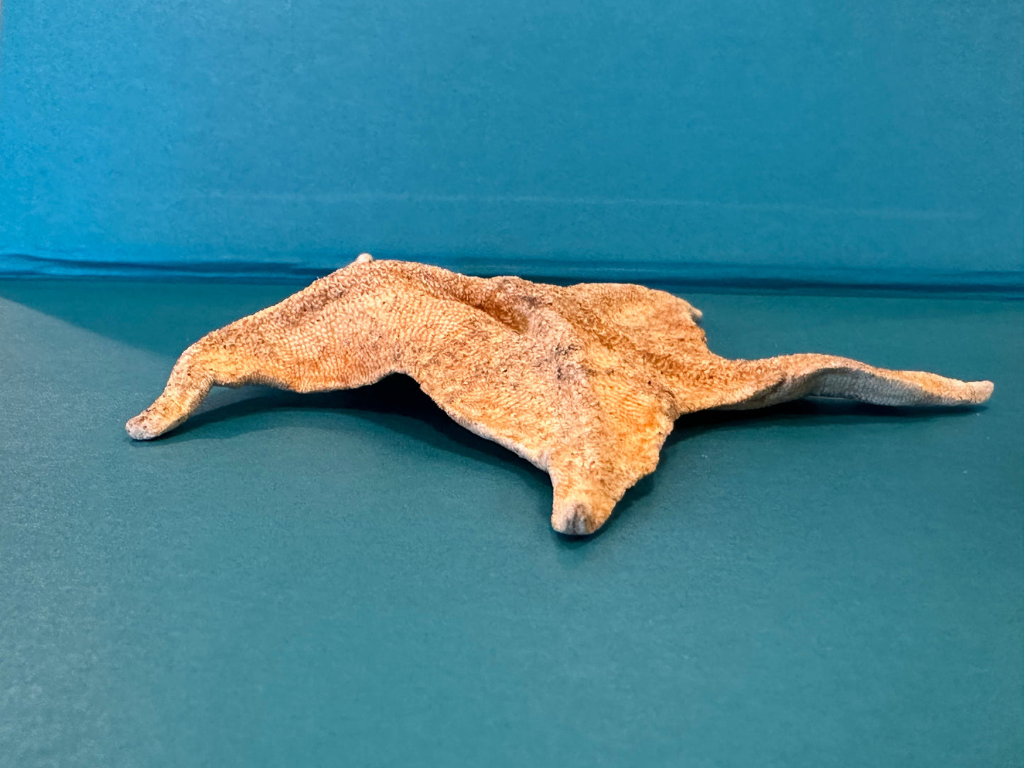 Asteroidea Species Starfish with Documentation