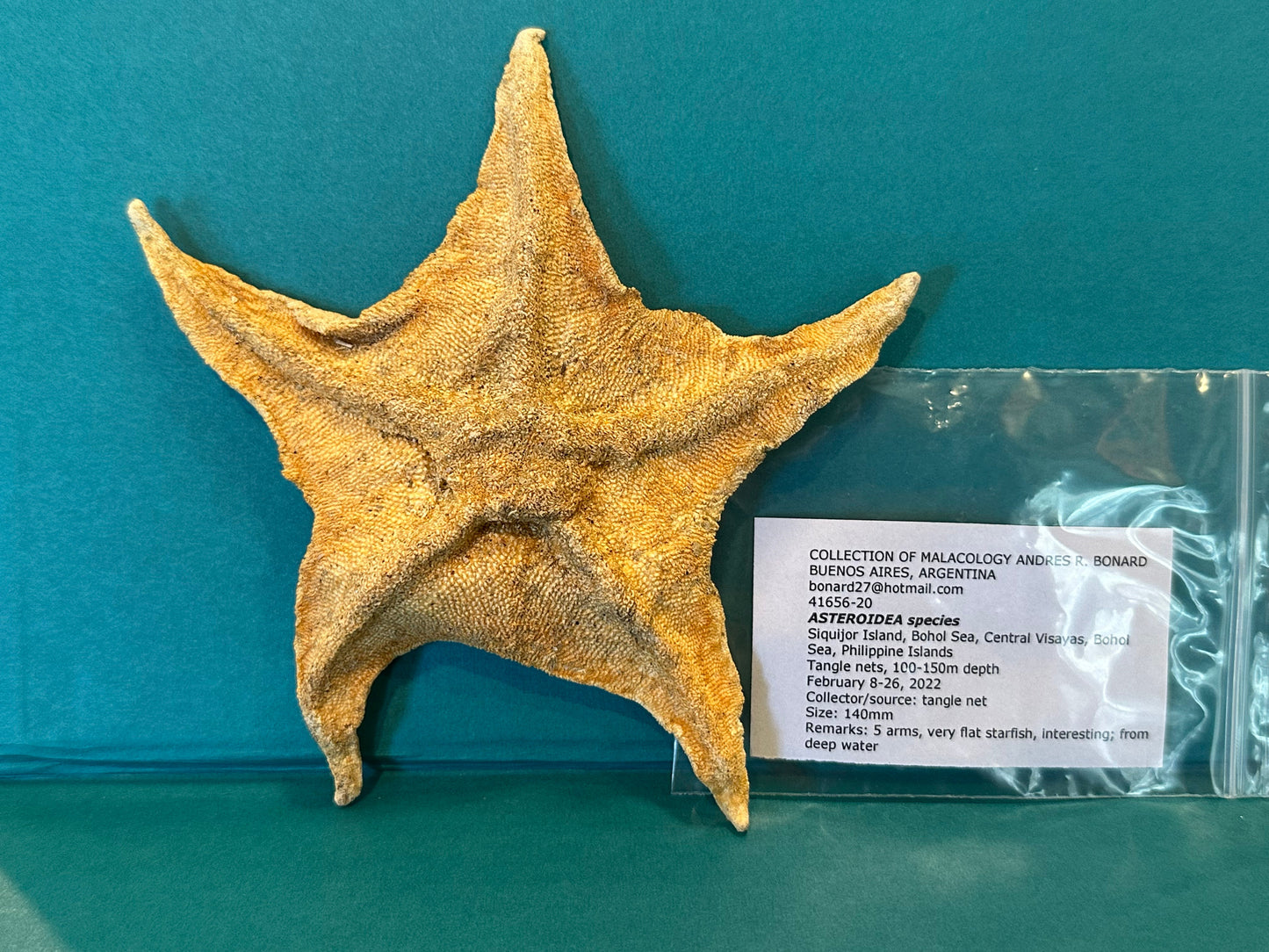 Asteroidea Species Starfish with Documentation