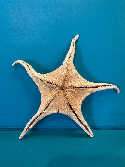 Large Asteroidea Starfish Species with Documentation