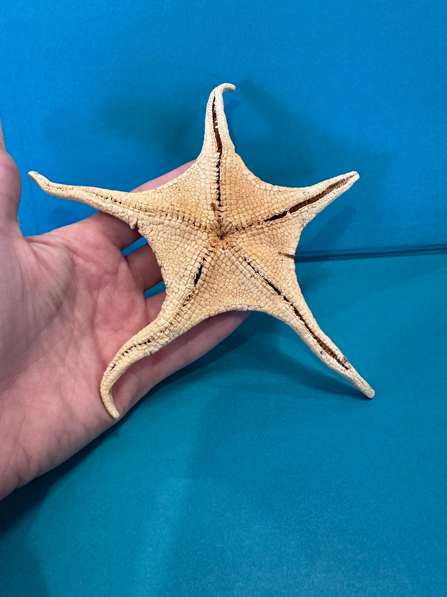 Large Asteroidea Starfish Species with Documentation