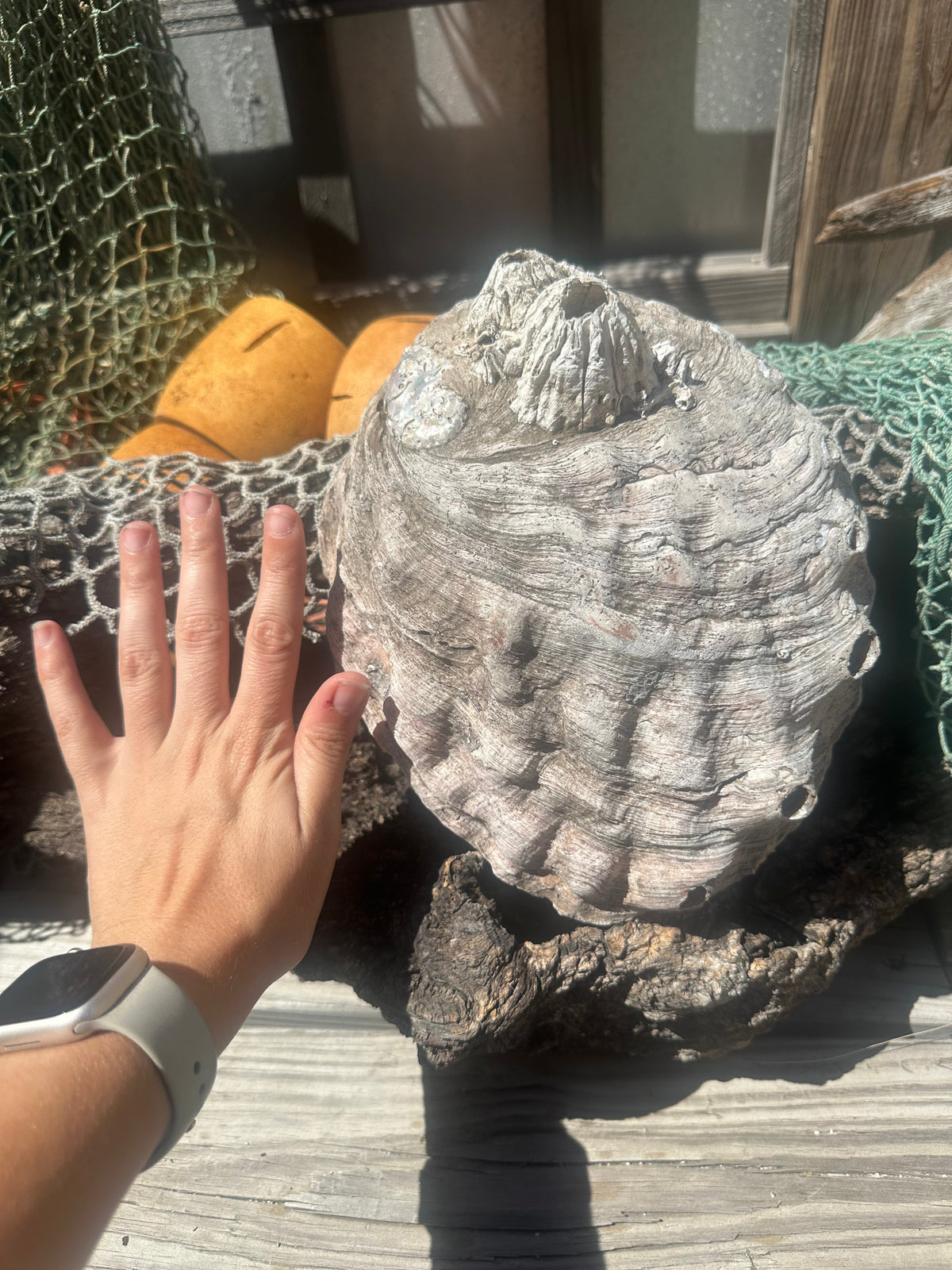 9" Raw Pink Abalone with Barnacle Growth - Haliotis corrugata –