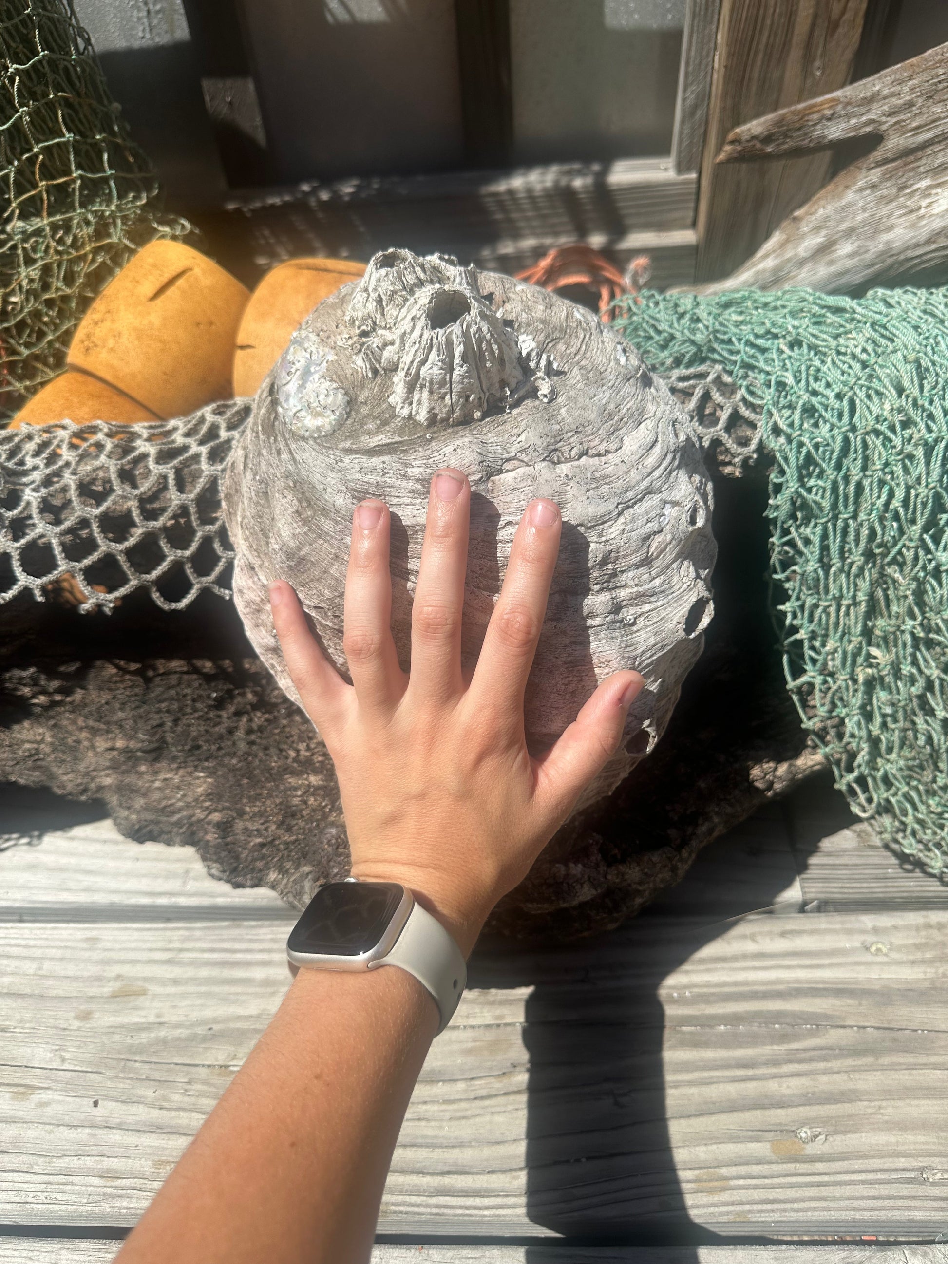 9" Raw Pink Abalone with Barnacle Growth - Haliotis corrugata –