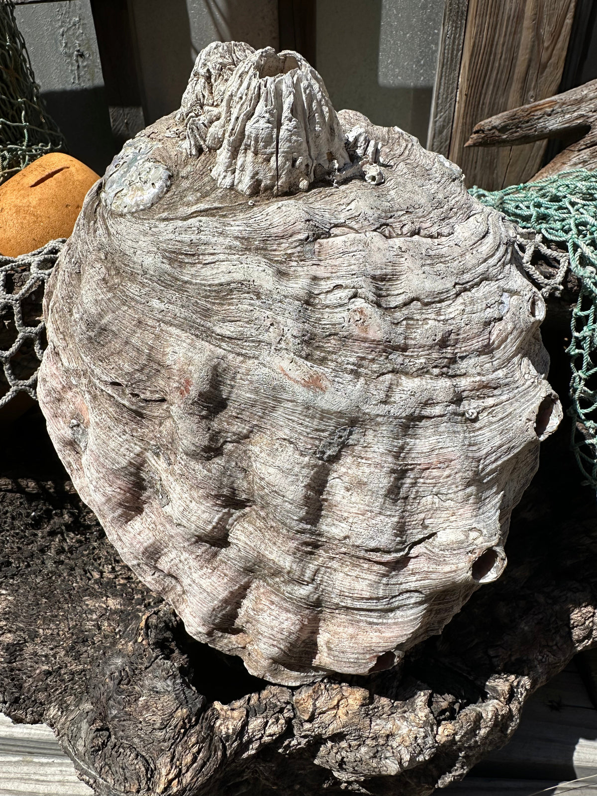 9" Raw Pink Abalone with Barnacle Growth - Haliotis corrugata –