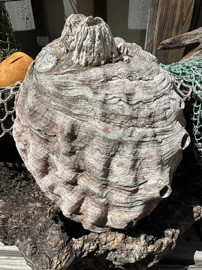 9" Raw Pink Abalone with Barnacle Growth - Haliotis corrugata –