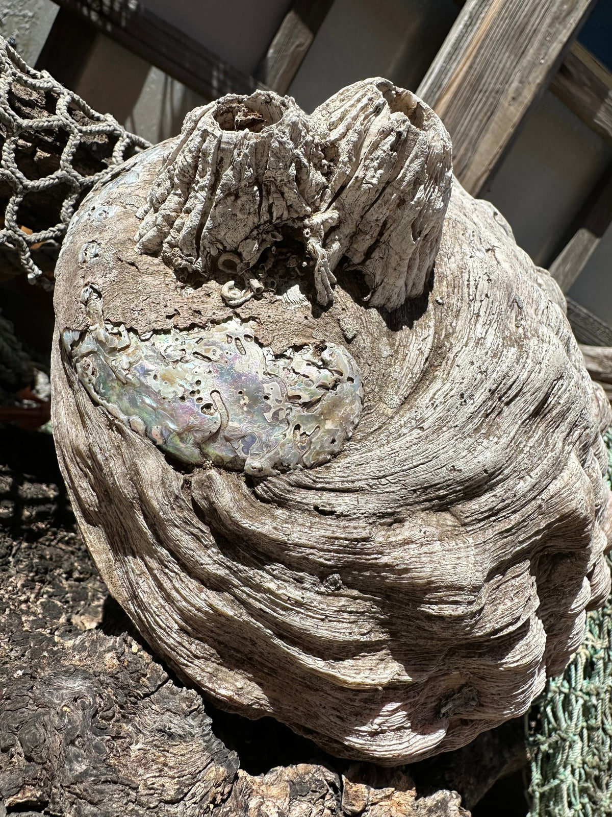 9" Raw Pink Abalone with Barnacle Growth - Haliotis corrugata –