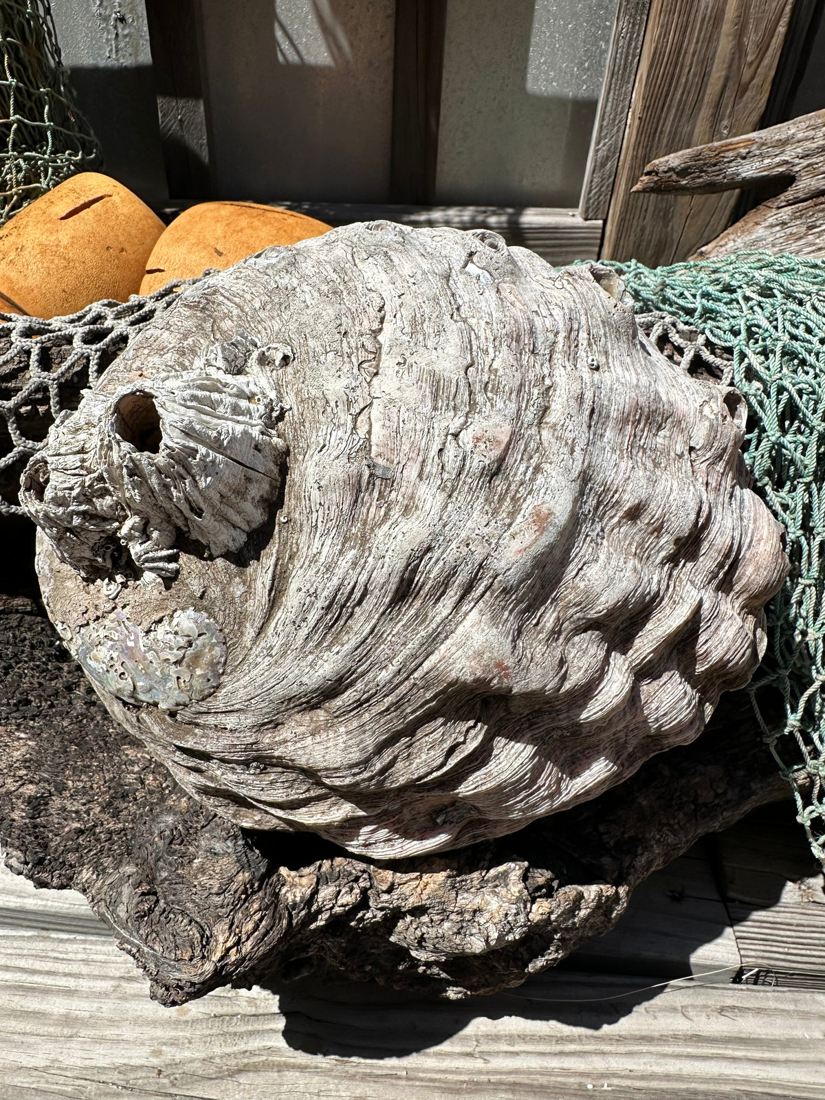 9" Raw Pink Abalone with Barnacle Growth - Haliotis corrugata –