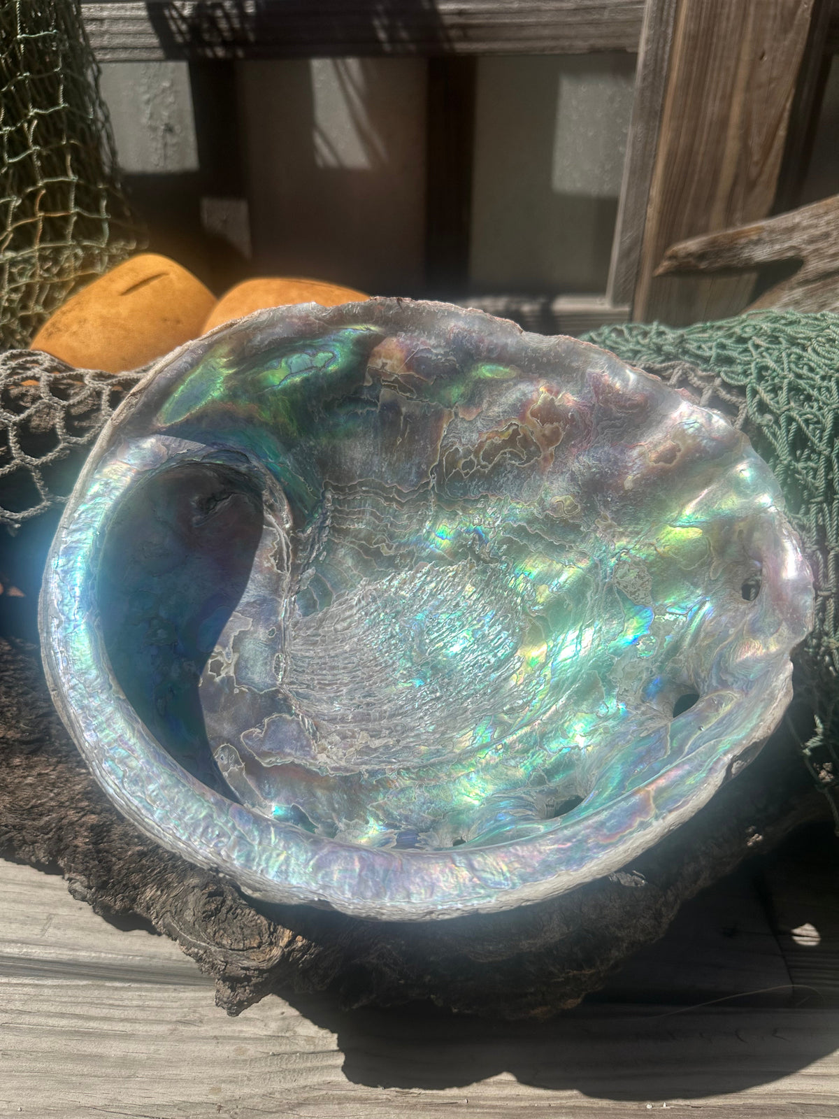 9" Raw Pink Abalone with Barnacle Growth - Haliotis corrugata –
