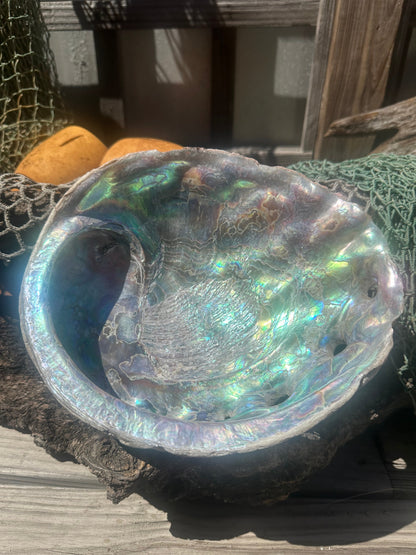9" Raw Pink Abalone with Barnacle Growth - Haliotis corrugata –