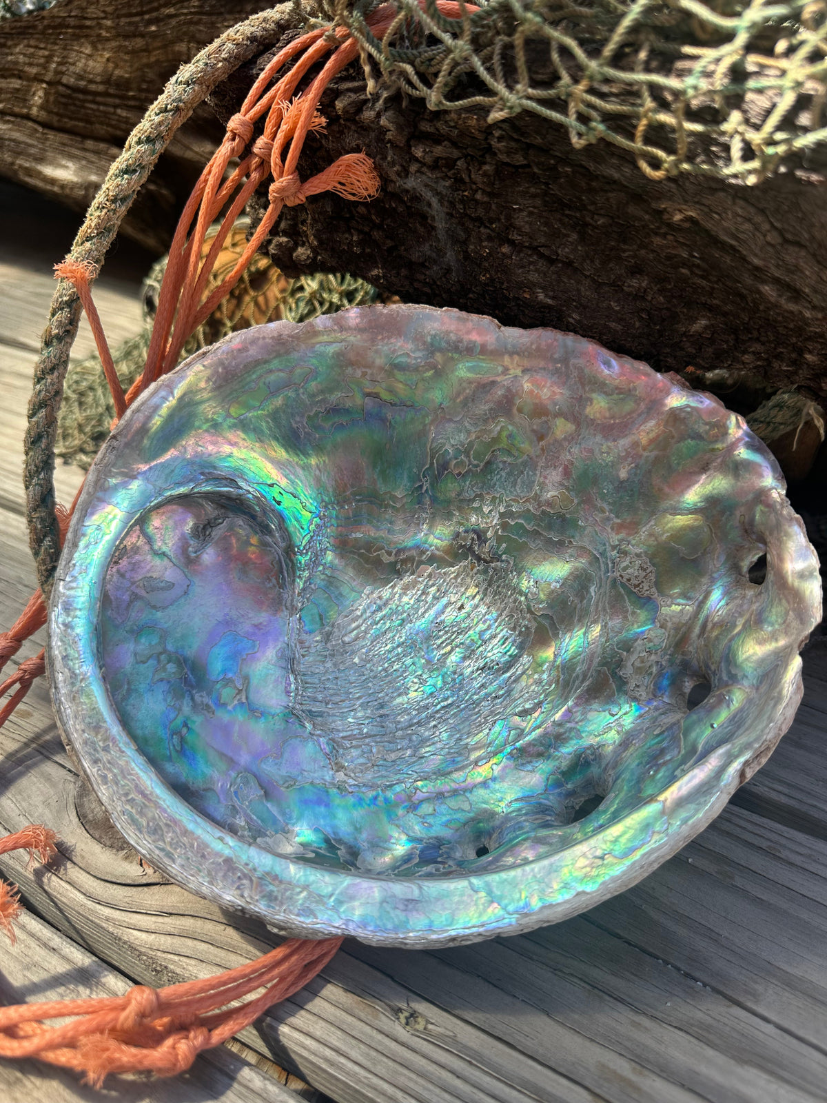 9" Raw Pink Abalone with Barnacle Growth - Haliotis corrugata –