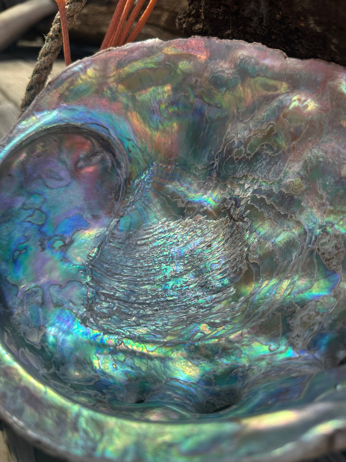 9" Raw Pink Abalone with Barnacle Growth - Haliotis corrugata –