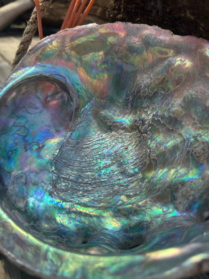 9" Raw Pink Abalone with Barnacle Growth - Haliotis corrugata –