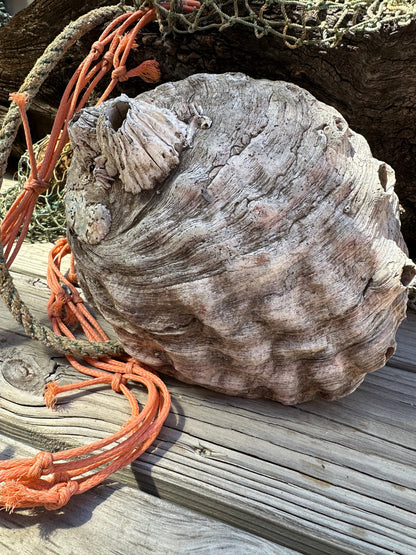 9" Raw Pink Abalone with Barnacle Growth - Haliotis corrugata –