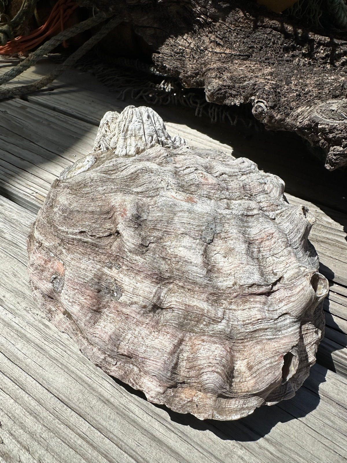 9" Raw Pink Abalone with Barnacle Growth - Haliotis corrugata –