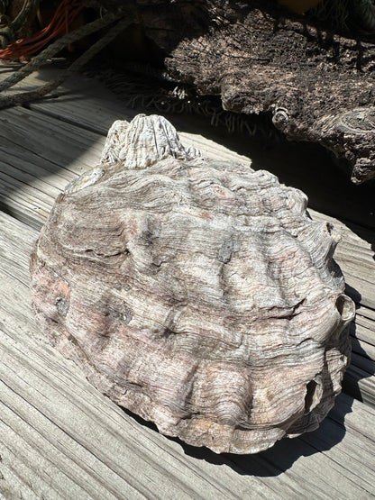 9" Raw Pink Abalone with Barnacle Growth - Haliotis corrugata –