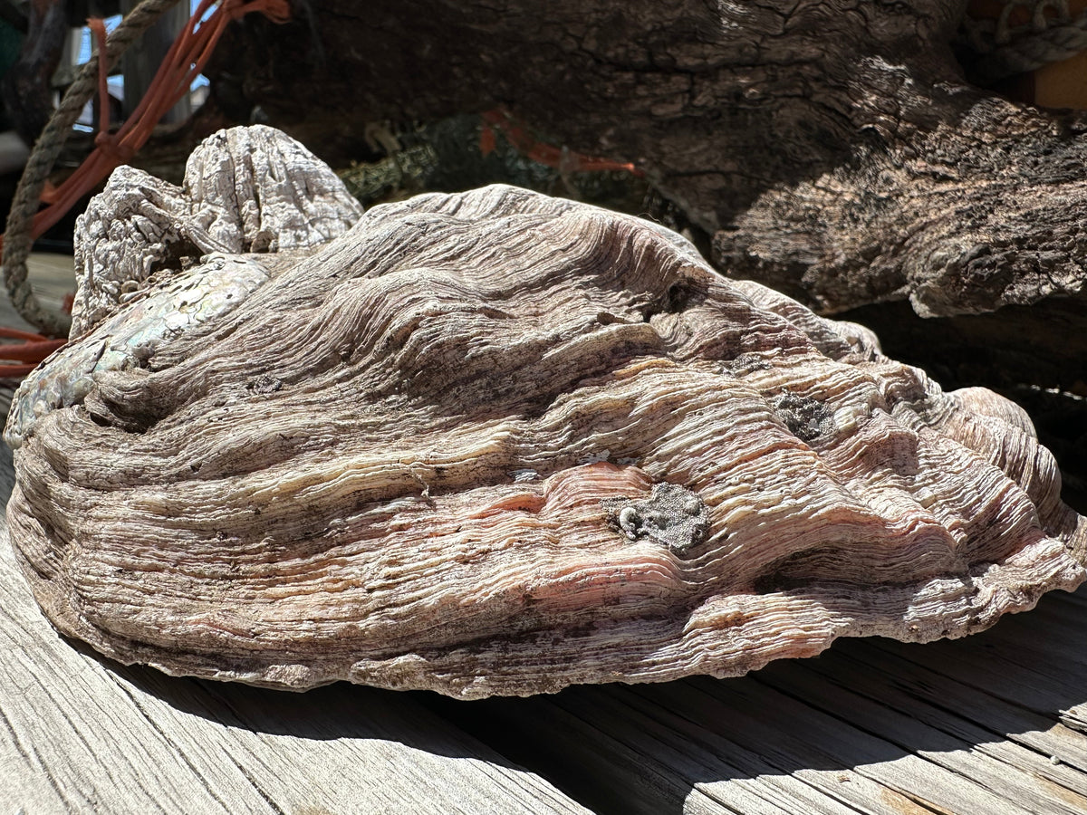 9" Raw Pink Abalone with Barnacle Growth - Haliotis corrugata –