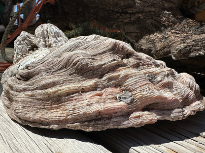 9" Raw Pink Abalone with Barnacle Growth - Haliotis corrugata –