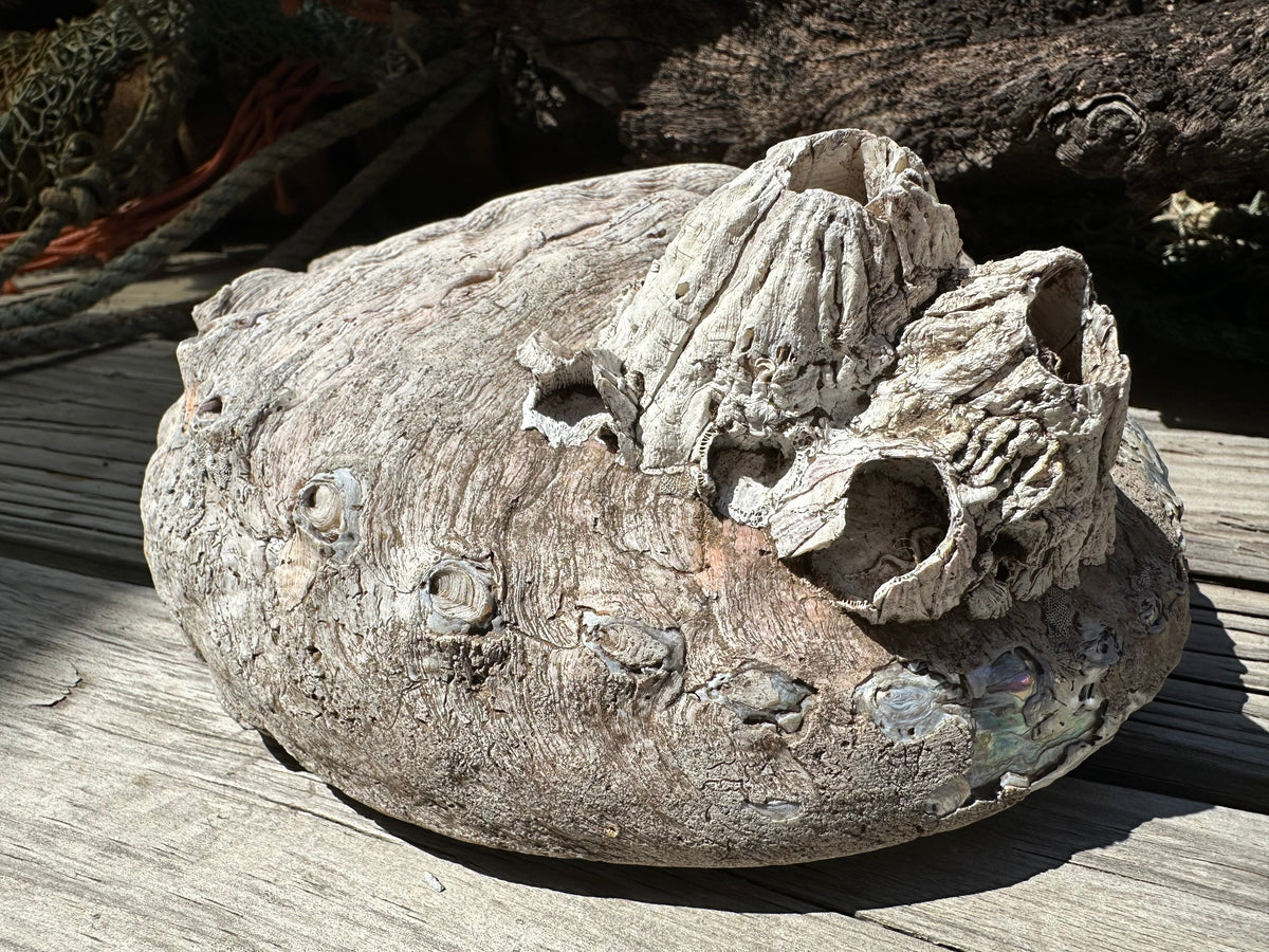 9" Raw Pink Abalone with Barnacle Growth - Haliotis corrugata –