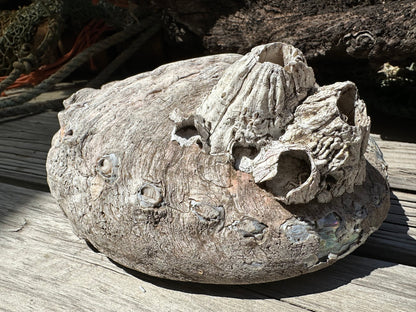 9" Raw Pink Abalone with Barnacle Growth - Haliotis corrugata –