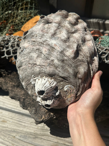 9" Raw Pink Abalone with Barnacle Growth - Haliotis corrugata –