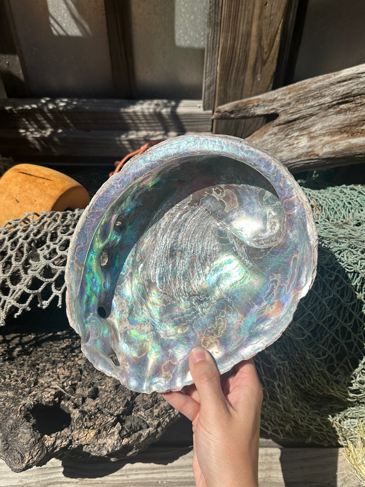 9" Raw Pink Abalone with Barnacle Growth - Haliotis corrugata –
