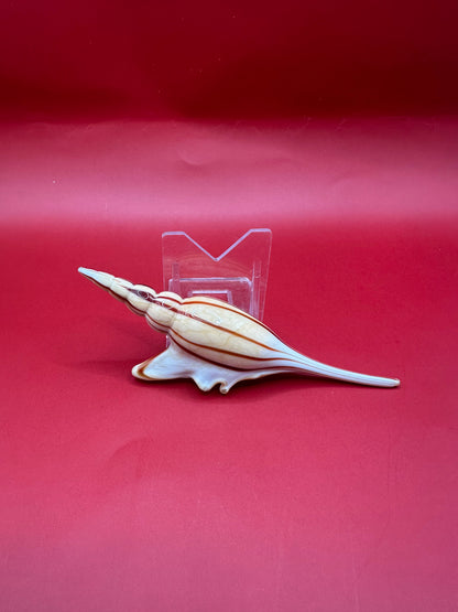 Glass Shell Sculpture – Coastal Home Decor 5-Inch Accent – Home & Garden > Home Decor > Decorative Objects