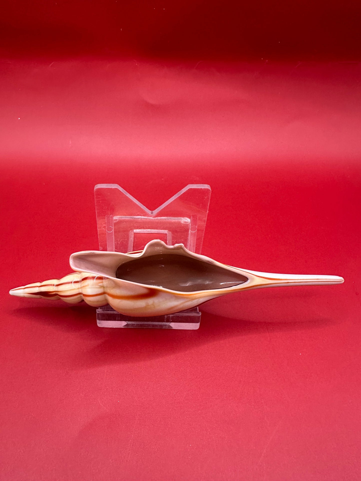 Glass Shell Sculpture – Coastal Home Decor 5-Inch Accent – Home & Garden > Home Decor > Decorative Objects