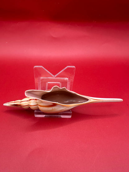 Glass Shell Sculpture – Coastal Home Decor 5-Inch Accent – Home & Garden > Home Decor > Decorative Objects