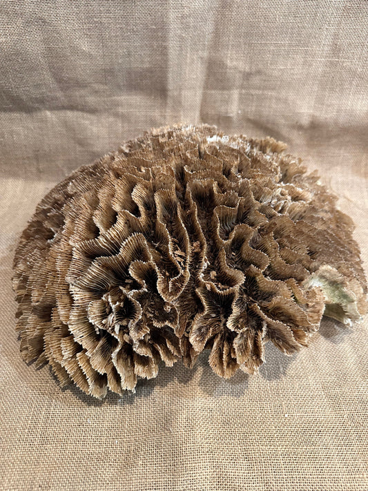 Vintage Natural Wavy Lettuce Coral - 17"x14"x5" – coral