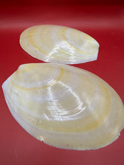 Large Yellow Lima Clam Pair Display Shells – Acesta rathbuni 7" – Display Shell