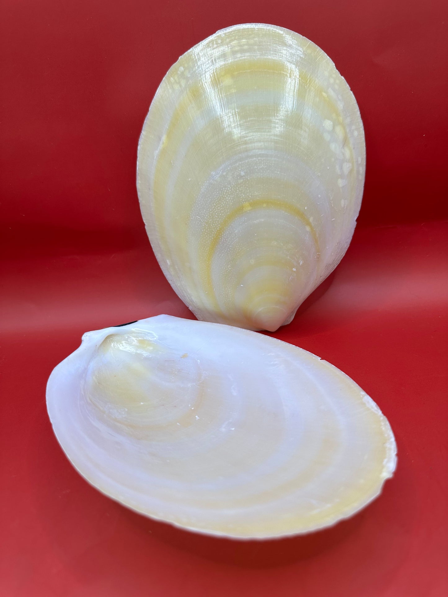 Large Yellow Lima Clam Pair Display Shells – Acesta rathbuni 7" – Display Shell