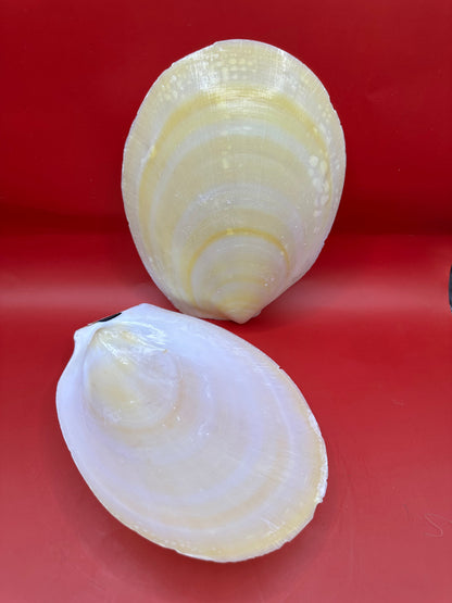 Large Yellow Lima Clam Pair Display Shells – Acesta rathbuni 7" – Display Shell