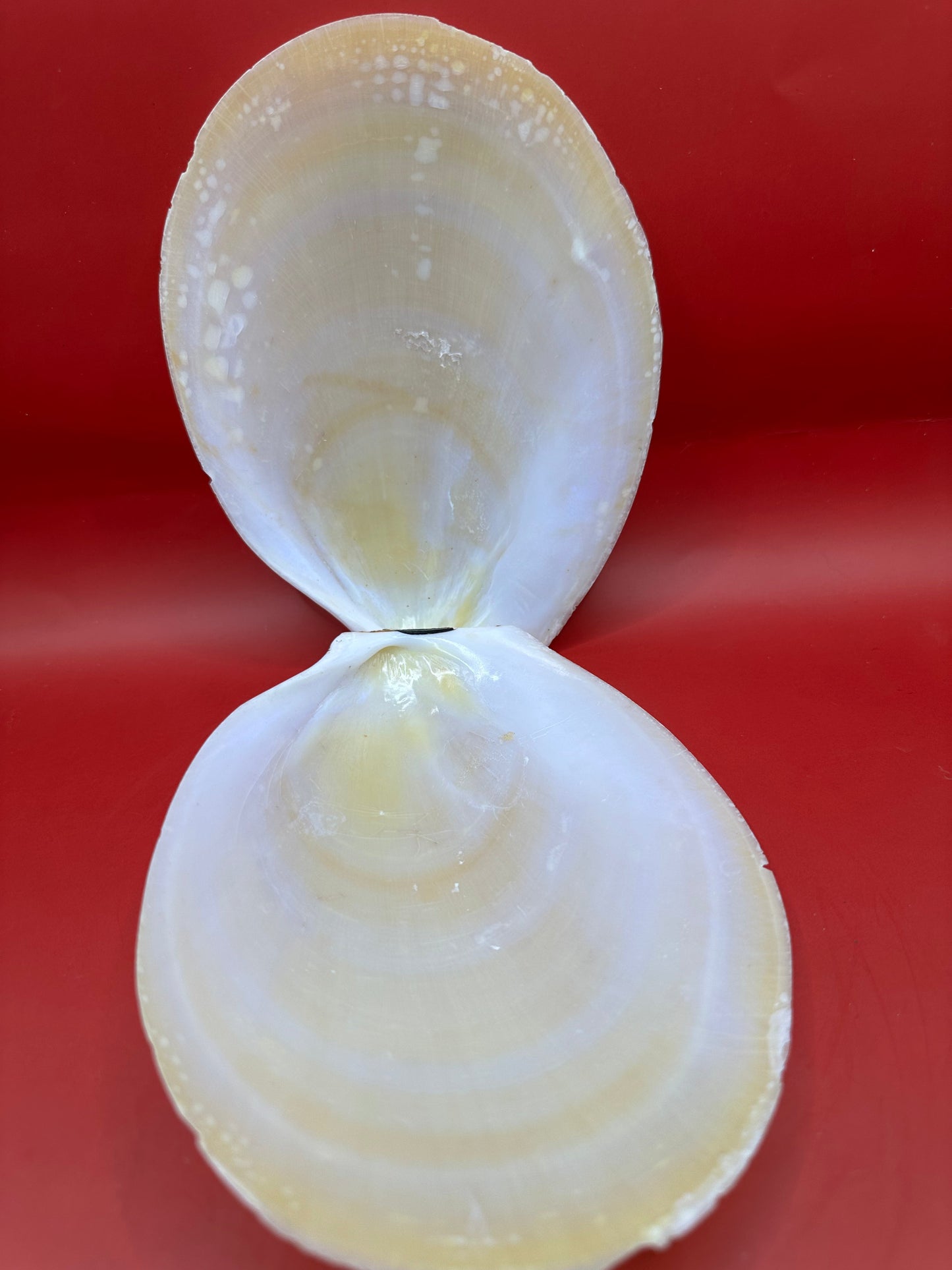 Large Yellow Lima Clam Pair Display Shells – Acesta rathbuni 7" – Display Shell