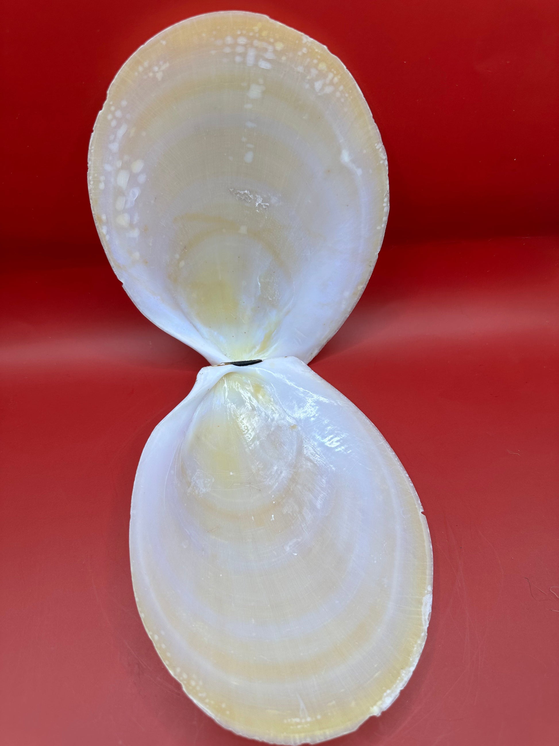 Large Yellow Lima Clam Pair Display Shells – Acesta rathbuni 7" – Display Shell