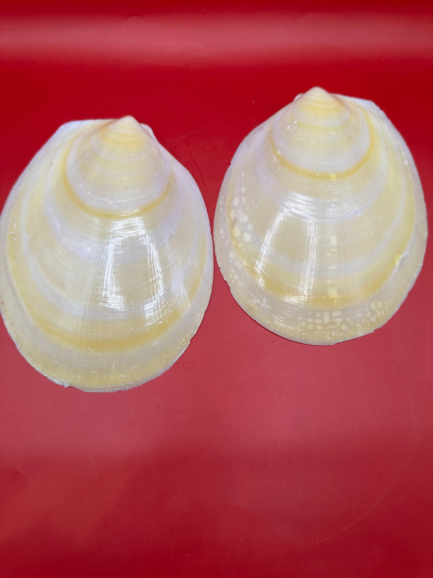 Large Yellow Lima Clam Pair Display Shells – Acesta rathbuni 7" – Display Shell