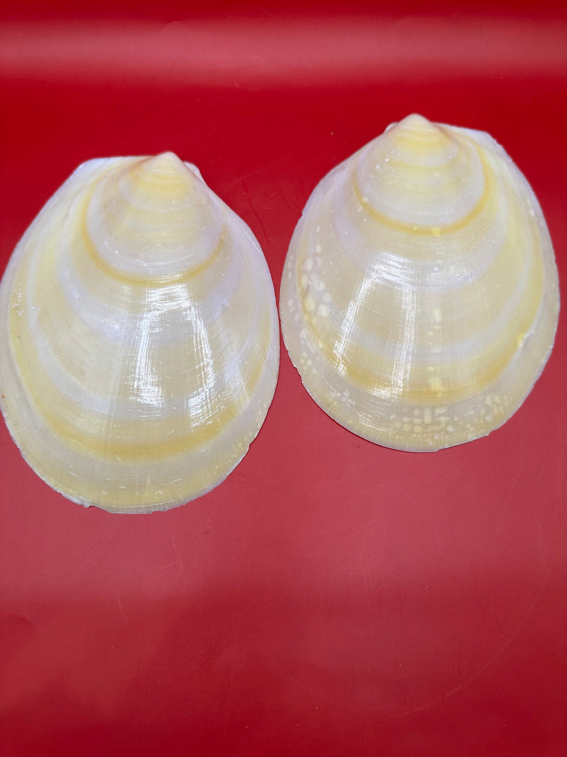 Large Yellow Lima Clam Pair Display Shells – Acesta rathbuni 7" – Display Shell