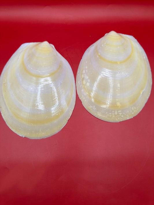 Large Yellow Lima Clam Pair Display Shells – Acesta rathbuni 7" – Display Shell