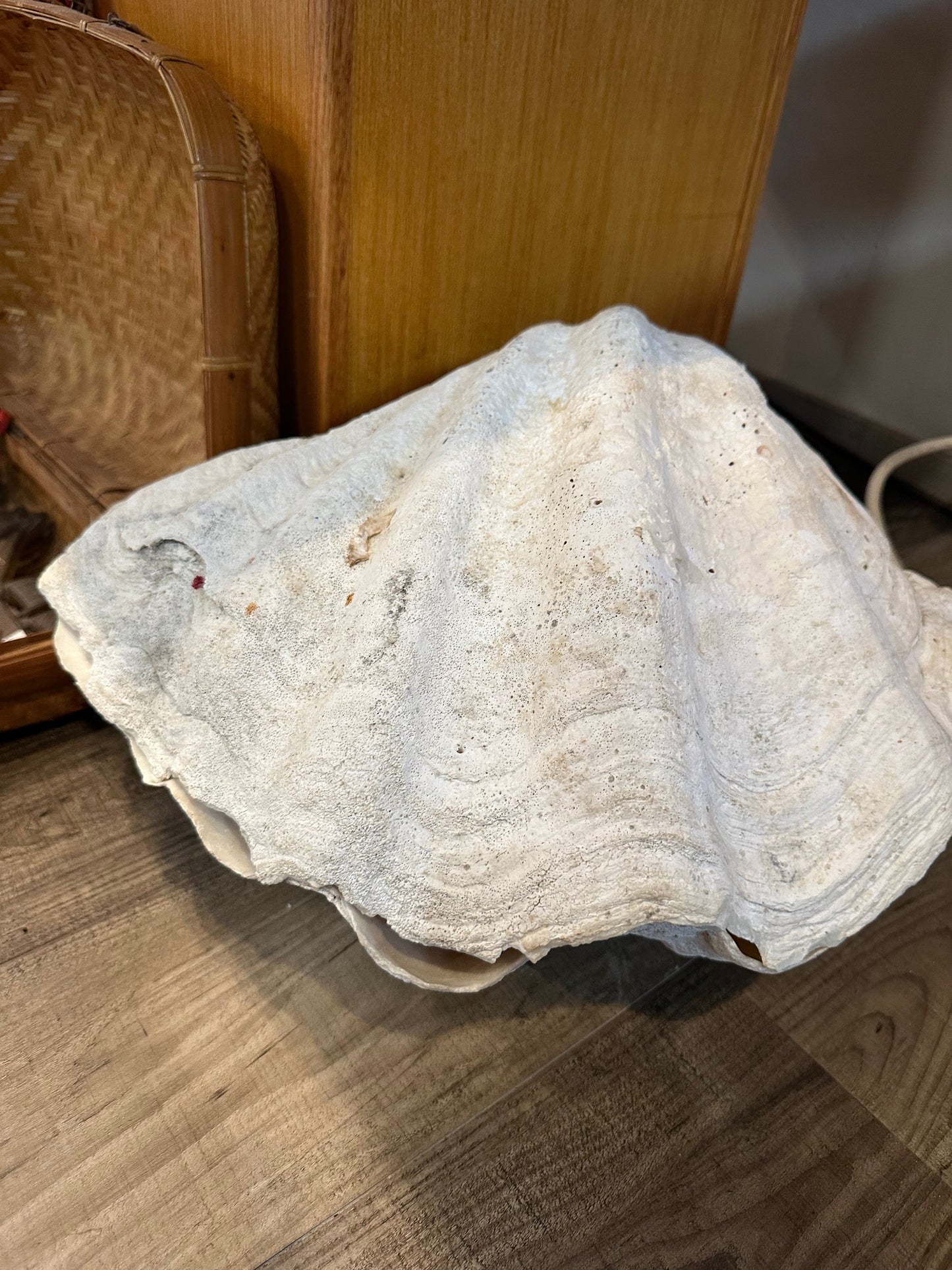 19" Giant Bear Paw Clam Pair Display Shell – Hippopus hippopus Coastal Home Decor