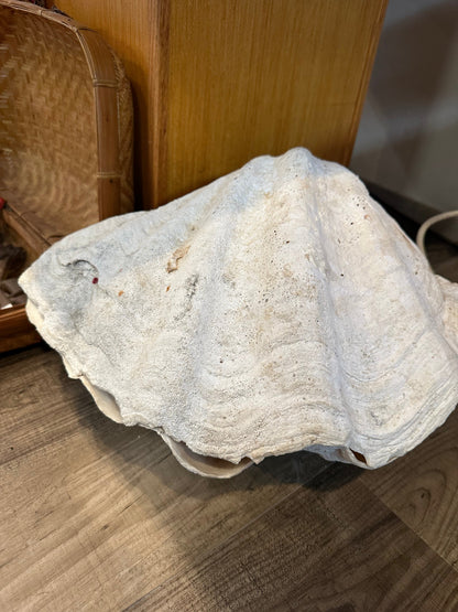 19" Giant Bear Paw Clam Pair Display Shell – Hippopus hippopus Coastal Home Decor