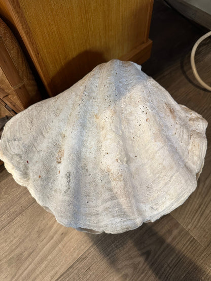 19" Giant Bear Paw Clam Pair Display Shell – Hippopus hippopus Coastal Home Decor